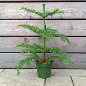 Araucaria Heterophylla (Araukária štíhla) - kont. C2L, výška 35-45 cm